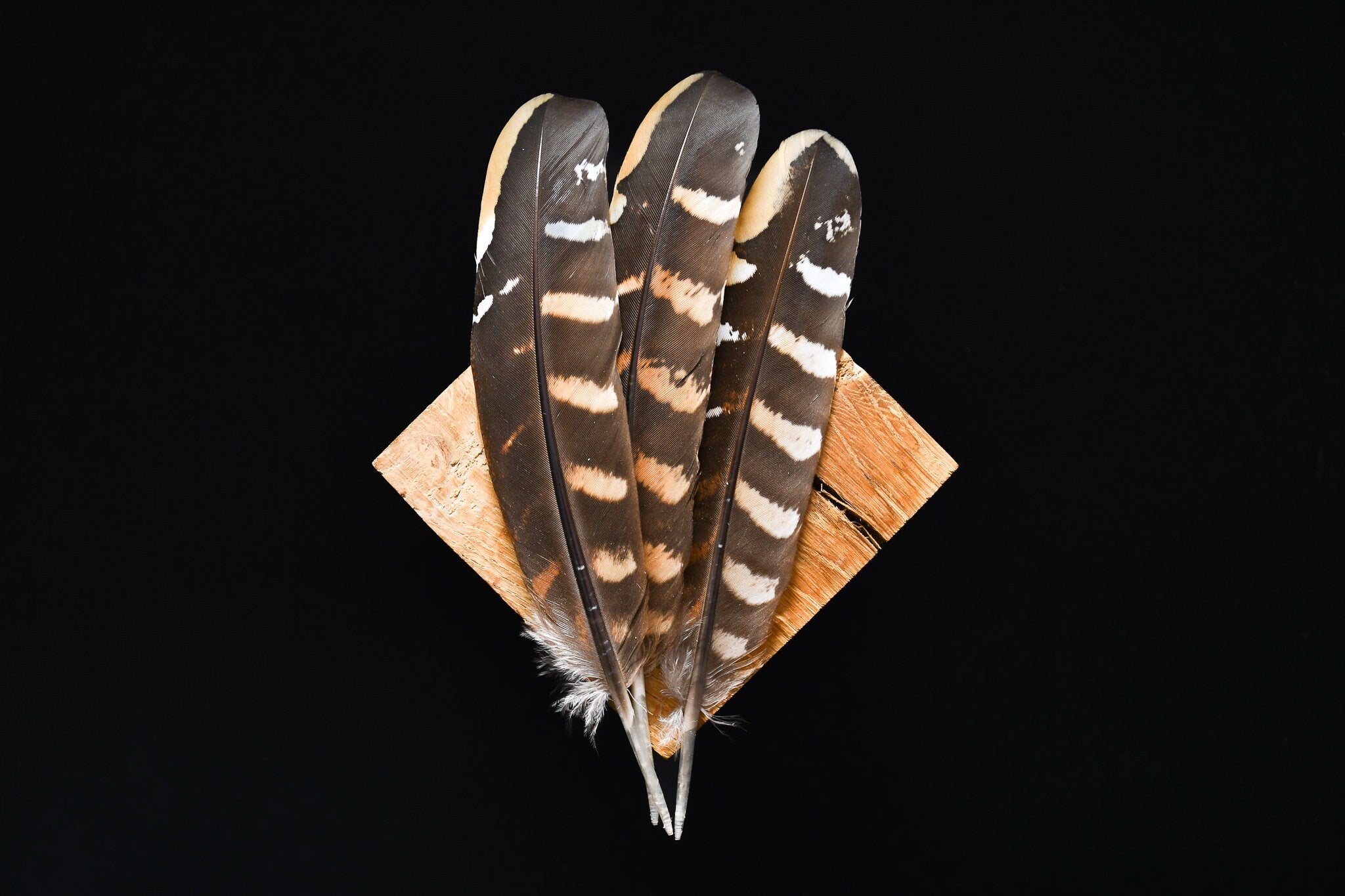 Plumes de faisans vénérés, noirs, oranges et blanches 15 - 17 centimèt ...