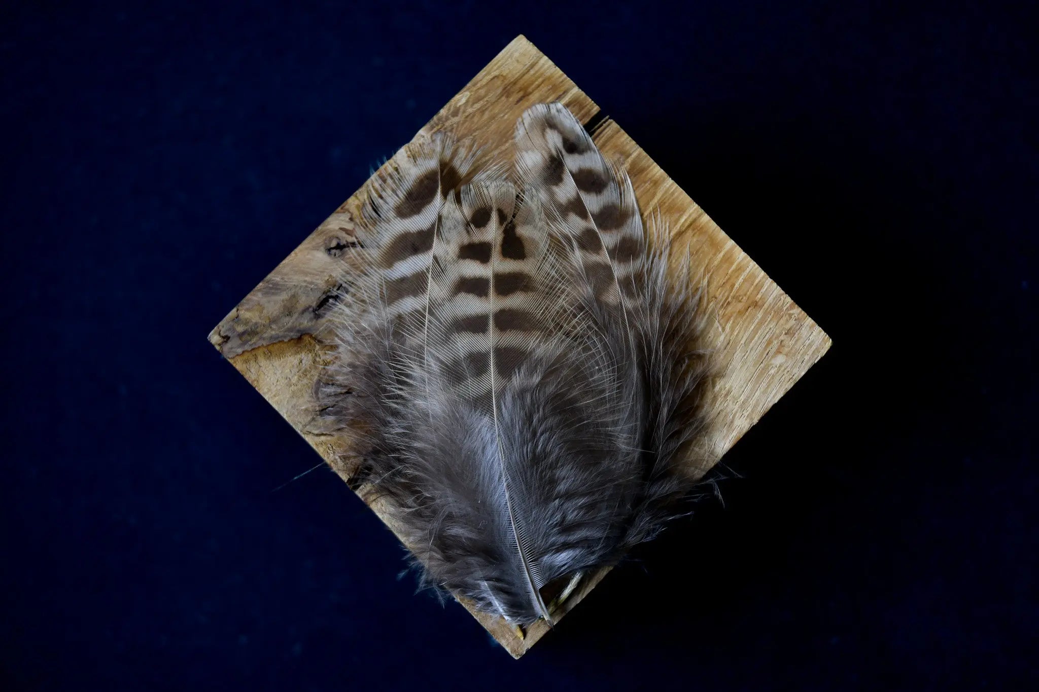 Plumes De Faisan De Colchide Marron Beige 8 12 Cm Plumes Naturelles Plumes De Faisan De Colchide Marron Beige 8 12 Cm Plumes Naturelles