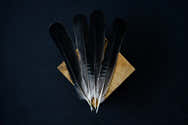 Lot De 300 Plumes Décoratives Noires 8-12 Cm - Plumes Naturelles Pour DIY, Mariage, Costumes, Décoration - 5