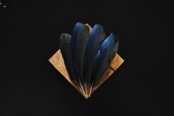 Plumes de corbeaux, noir 13 à 16 cm