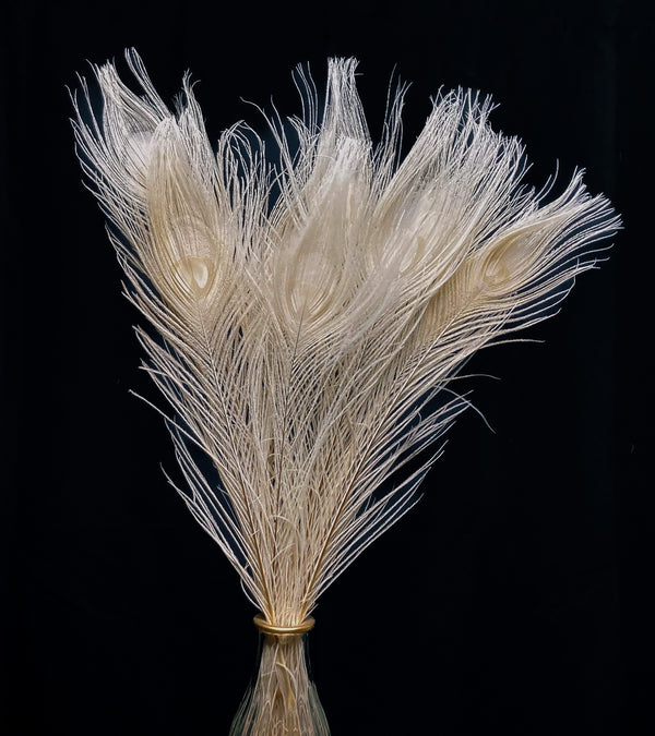 Plumes de paon blanc 40 cm
