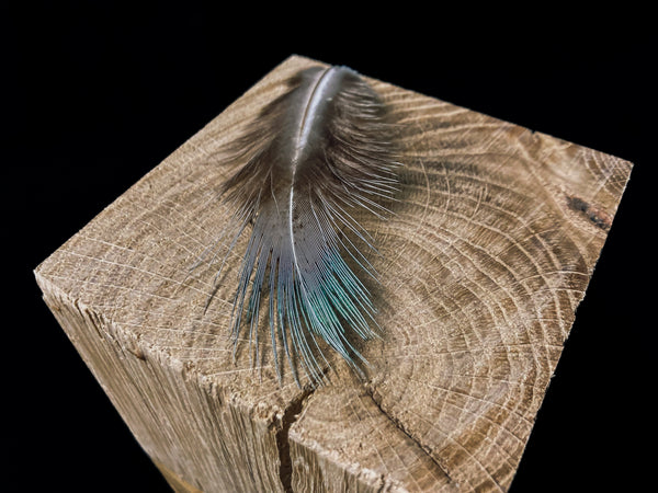 Plumes de faisan vert orange "amande" 6-10 cm
