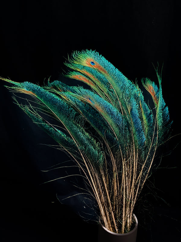 Plumes de Paon Épée 25cm | Plumes Naturelles