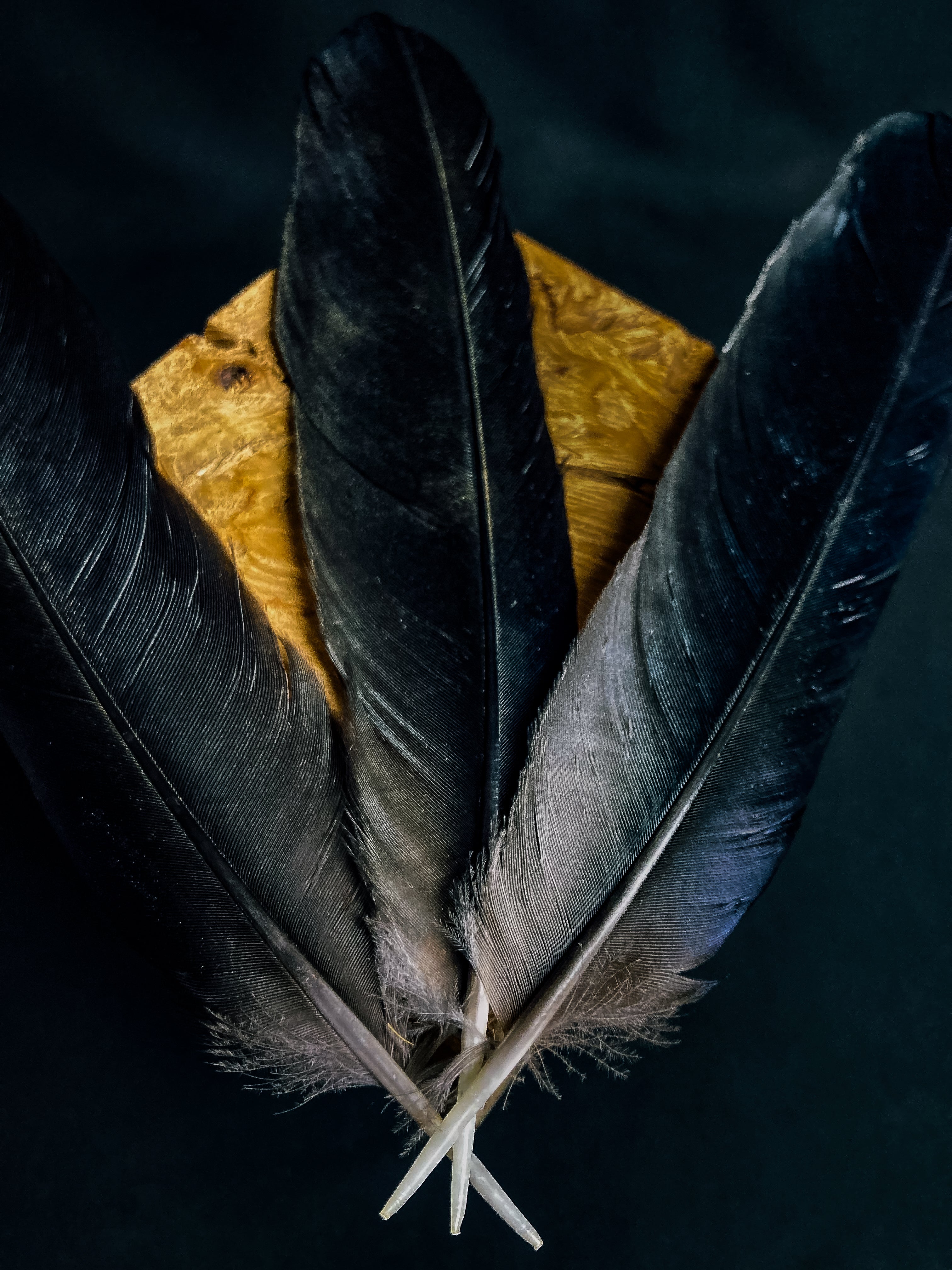 Plumes de corbeaux 16-20 cm - Plumes Naturelles