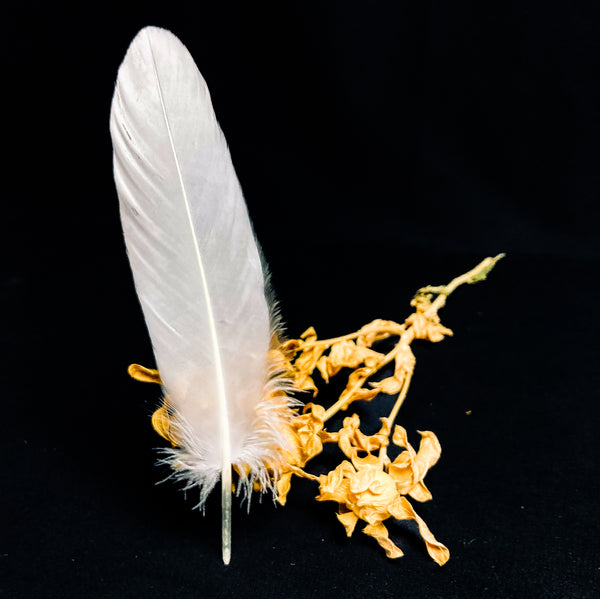 Grandes plumes d'oie blanches 18-22 cm