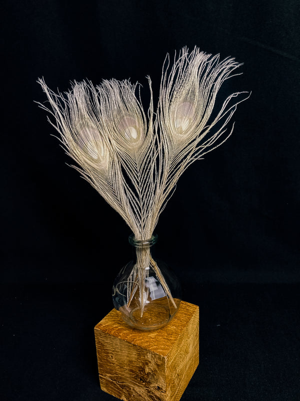Plumes de paon blanc, 25 cm