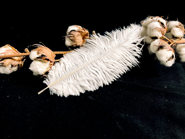Plumes d'autruches blanches 25-30 cm