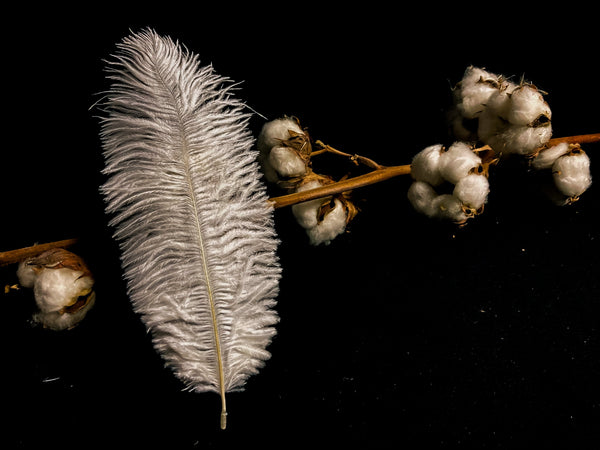 Plumes d'autruches blanches 20-25 cm