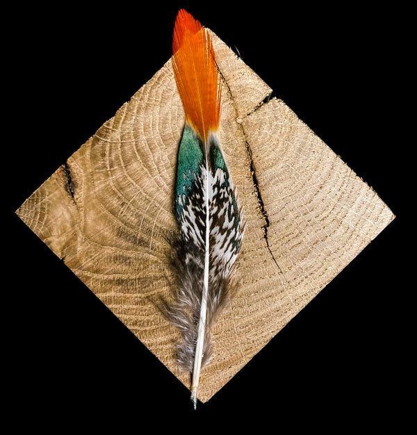 Plumes de faisan de Lady Blanche Orange 10-15cm