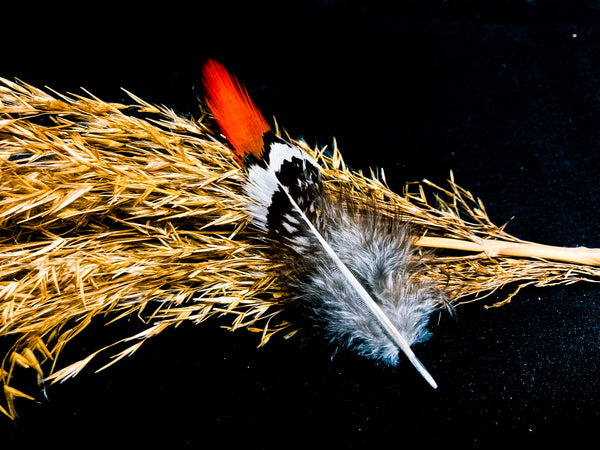 Plumes de faisan de Lady Blanche Orange 6-10 cm