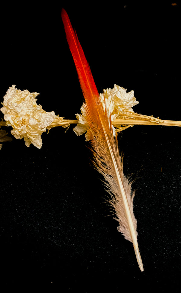 Plumes de faisan doré rouges 15-20 cm