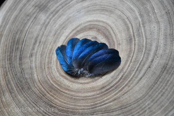 Petites plumes de pies noires et bleues 6 centimètres Plumes Naturelles