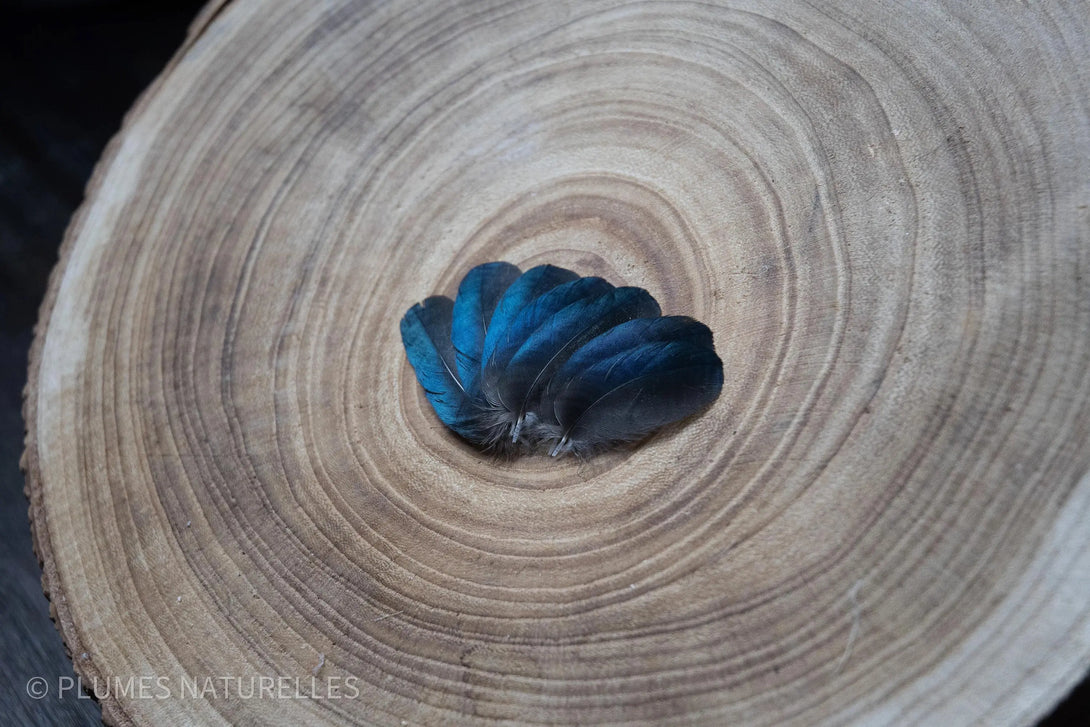 Petites plumes de pies noires et bleues 6 centimètres Plumes Naturelles