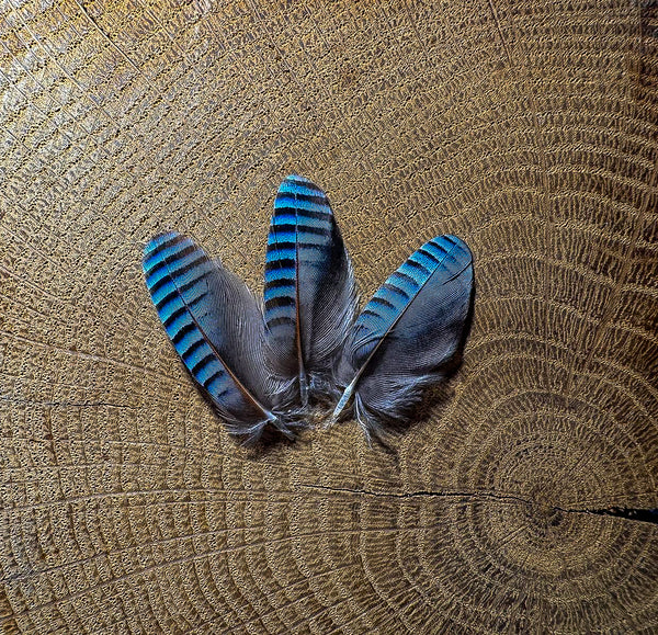 Plumes de Geai d'Europe Bleu Ciel 3-4cm