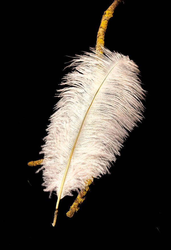 Plumes d'autruches blanches 35-40 cm
