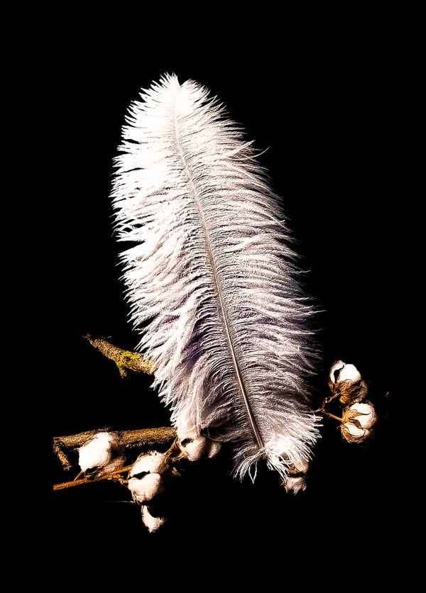 Plumes d'autruches blanches 45-50 cm