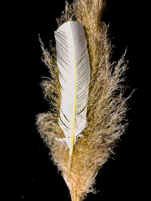 Plumes de dindes blanches 25-30 cm