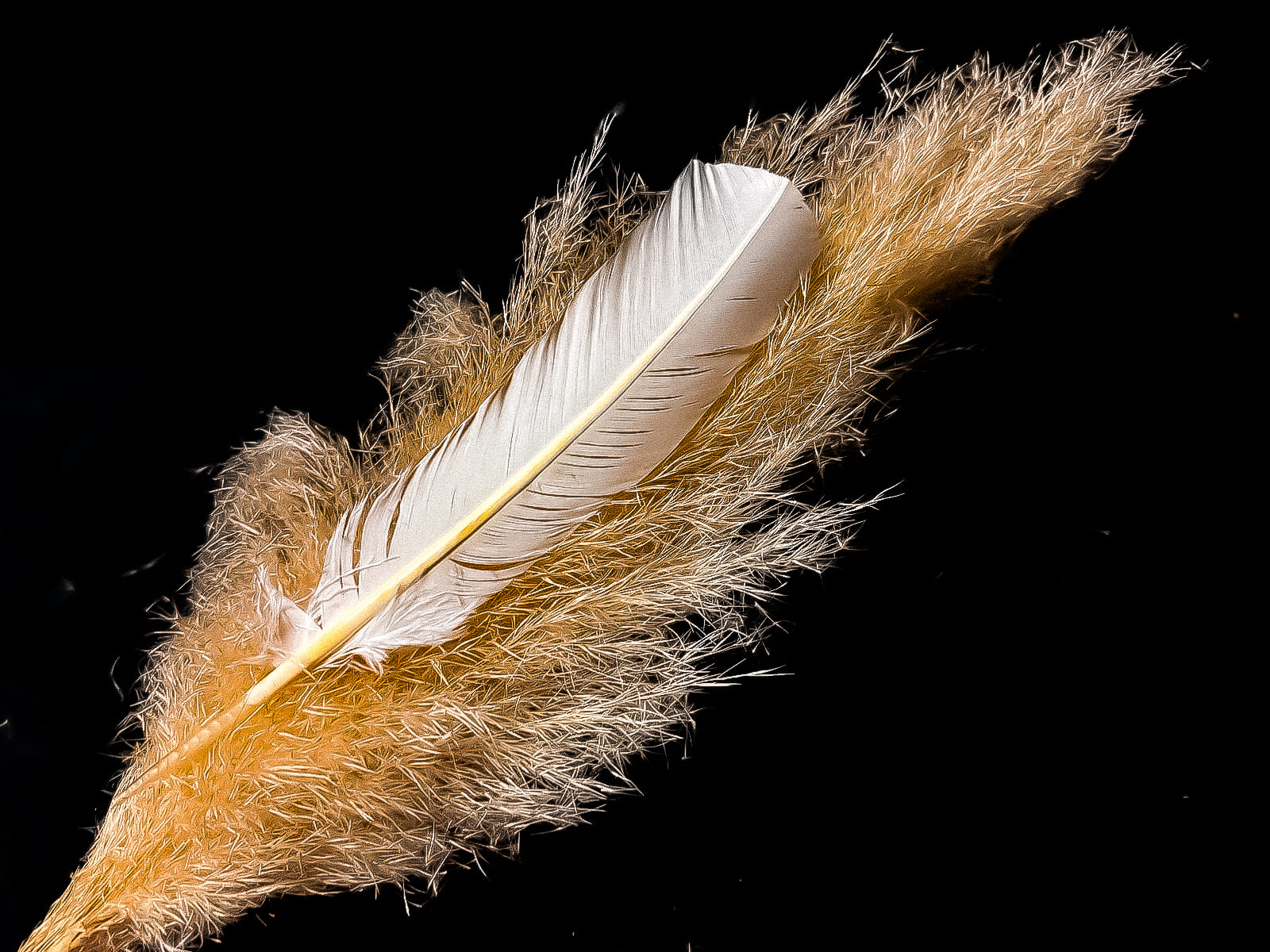 Plumes de dindes blanches 25-30 cm - Plumes Naturelles