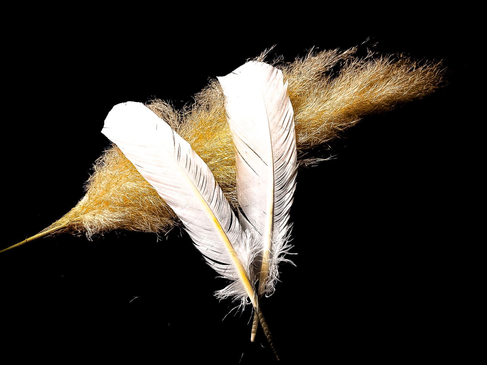 50 Plumes De Dinde Pour Flèches - Blanches - 2/3/4/5 Pouces - Coupe Parabolique Et Bouclier - Neuves