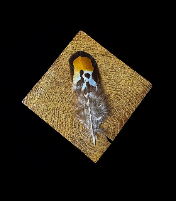 Plumes de Faisan Vénéré orange, marron, noir et blanc 9-12cm
