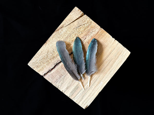 Petites plumes de pies noires reflet bleu vert 5 à 7 centimètres