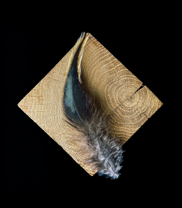 Plumes de coq noir, orange, reflet vert 10-15cm