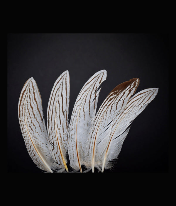 Plumes de faisan argenté 12 - 16 cm