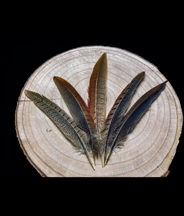 Plumes de faisan de colchide mâle 17-20 cm