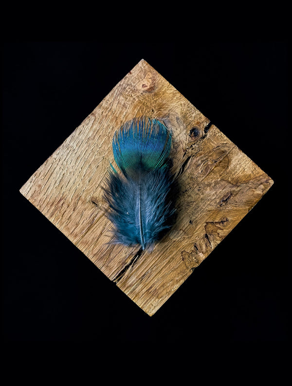 Petites plumes de paon bleu 6 à 8 cm