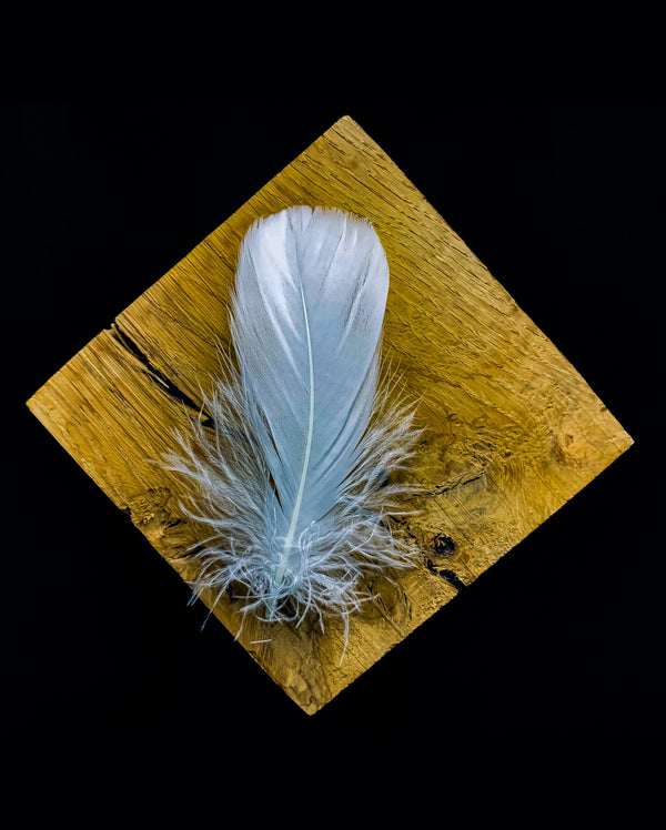 Plumes d'oie blanche 9-12 cm