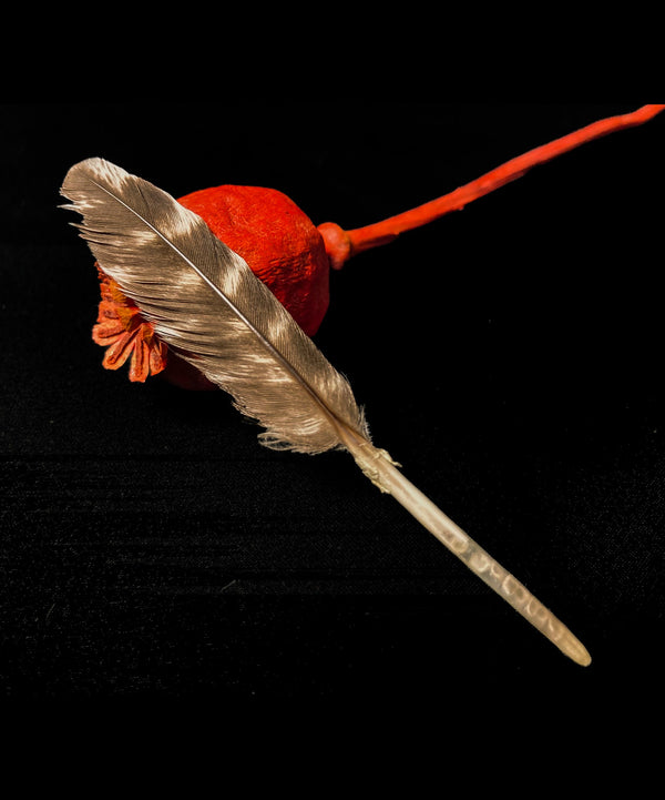 Plume de dindon Rayées 6-10cm | Plumes Naturelles Plume de dindon Rayées 6-10cm | Plumes Naturelles