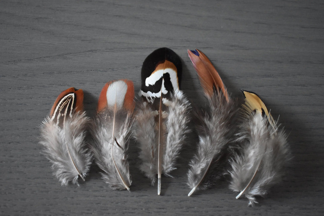Ensemble de plumes de faisan Plumes Naturelles