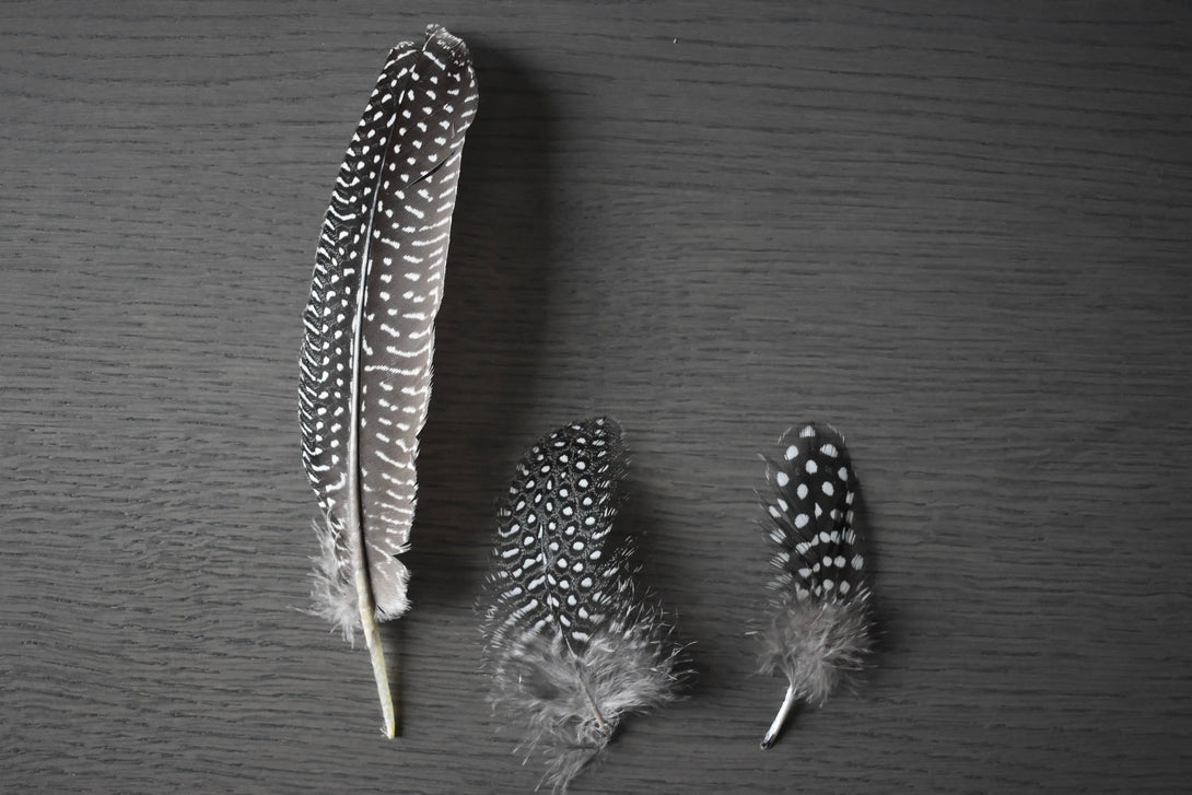 Ensemble de plumes de pintades Plumes Naturelles