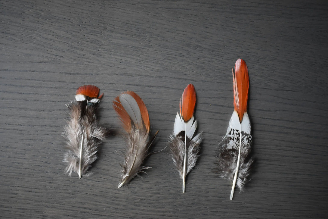 Ensemble de plumes oranges foncées Plumes Naturelles