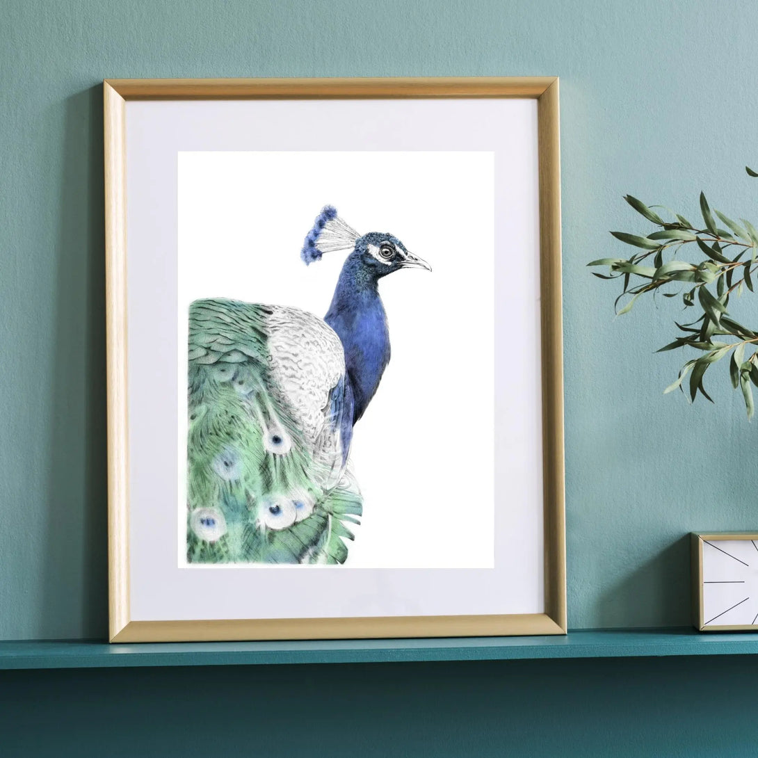 Paon bleu à imprimer Plumes Naturelles