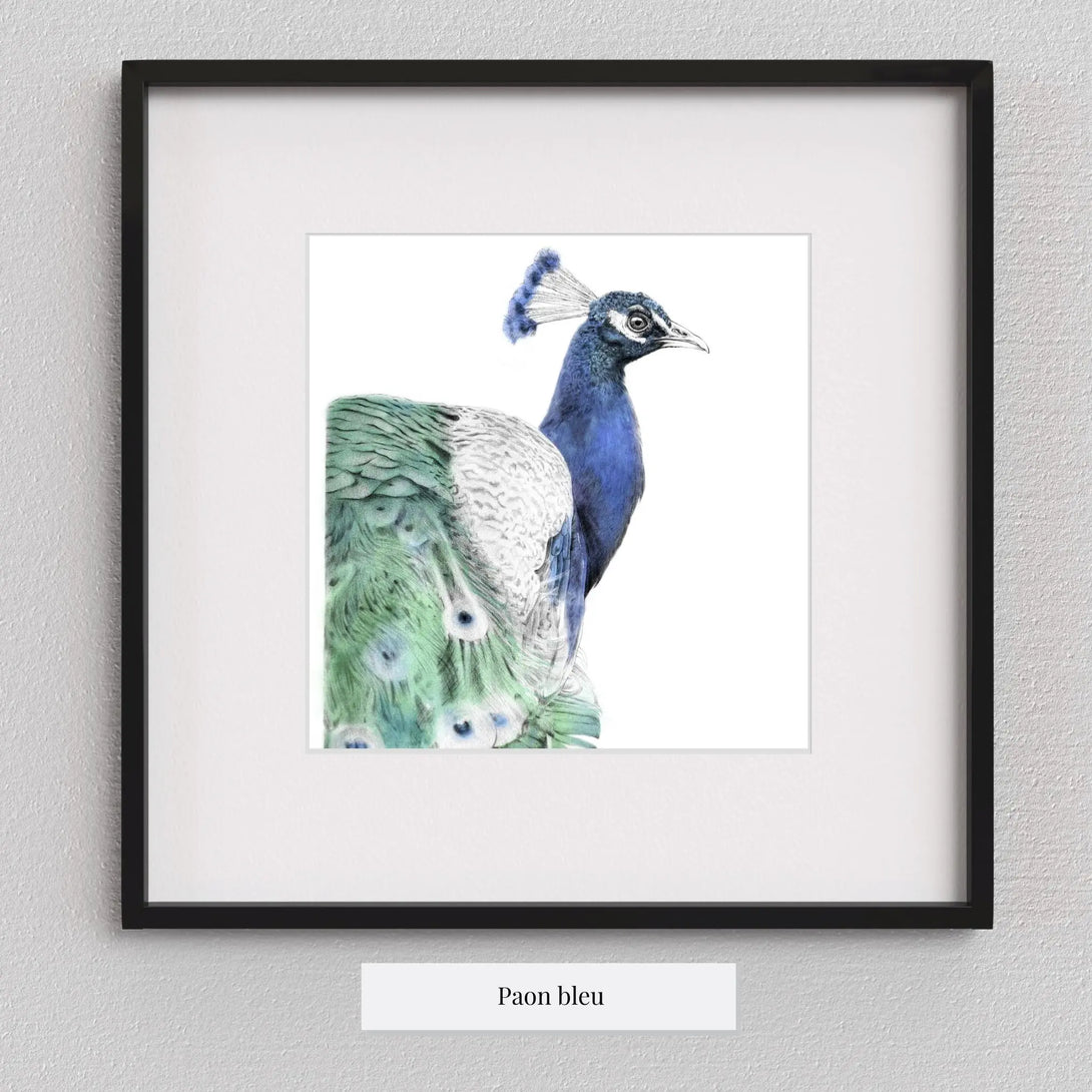 Paon bleu à imprimer Plumes Naturelles