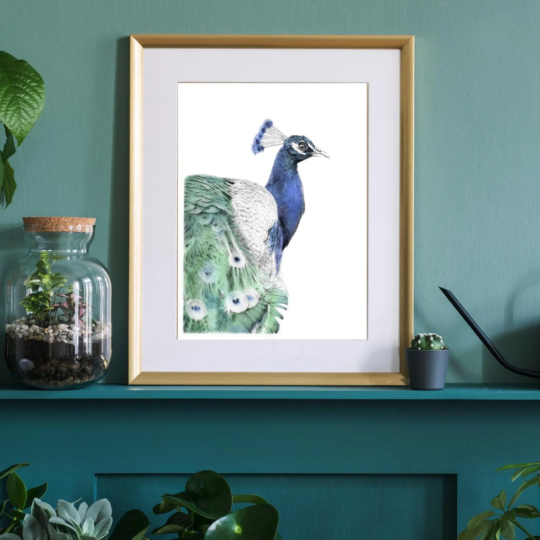 Paon bleu à imprimer Plumes Naturelles