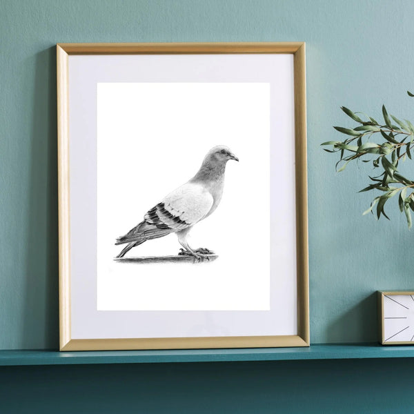Pigeon des villes à imprimer Plumes Naturelles