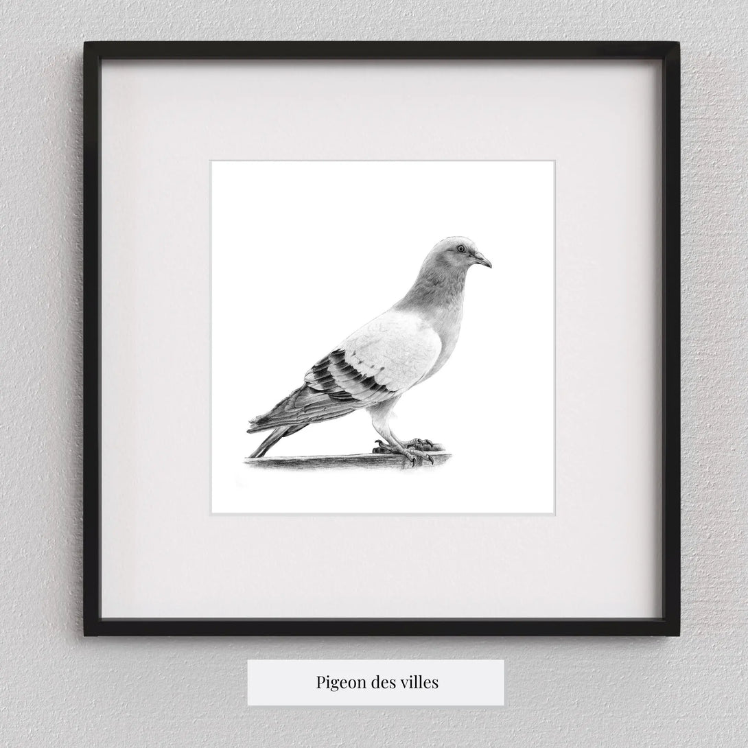 Pigeon des villes à imprimer Plumes Naturelles