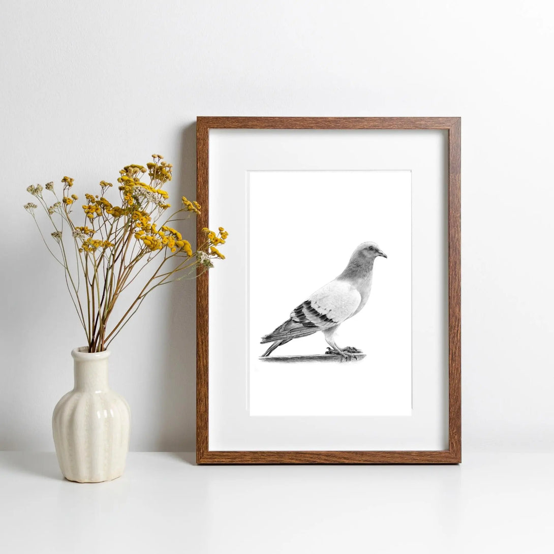 Pigeon des villes à imprimer Plumes Naturelles