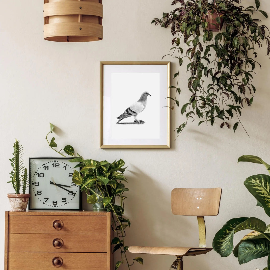 Pigeon des villes à imprimer Plumes Naturelles