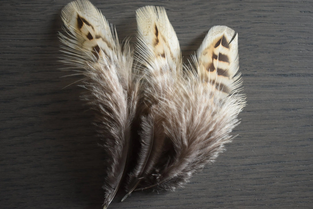 Plume de faisans de colchide Plumes Naturelles
