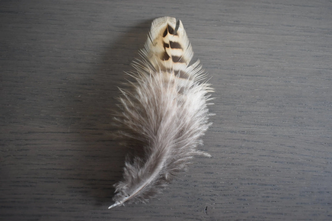 Plume de faisans de colchide Plumes Naturelles