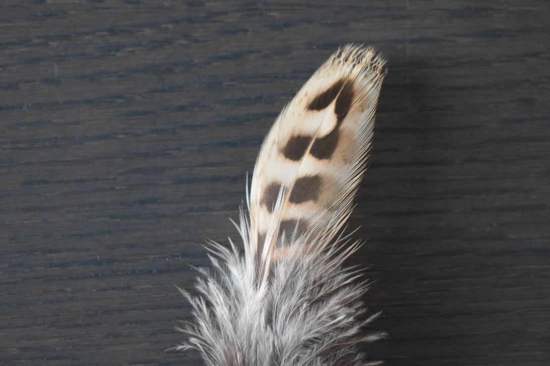 Plume de faisans de colchide Plumes Naturelles