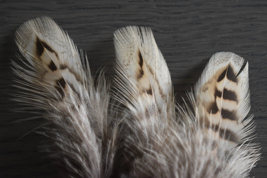 Plume de faisans de colchide Plumes Naturelles