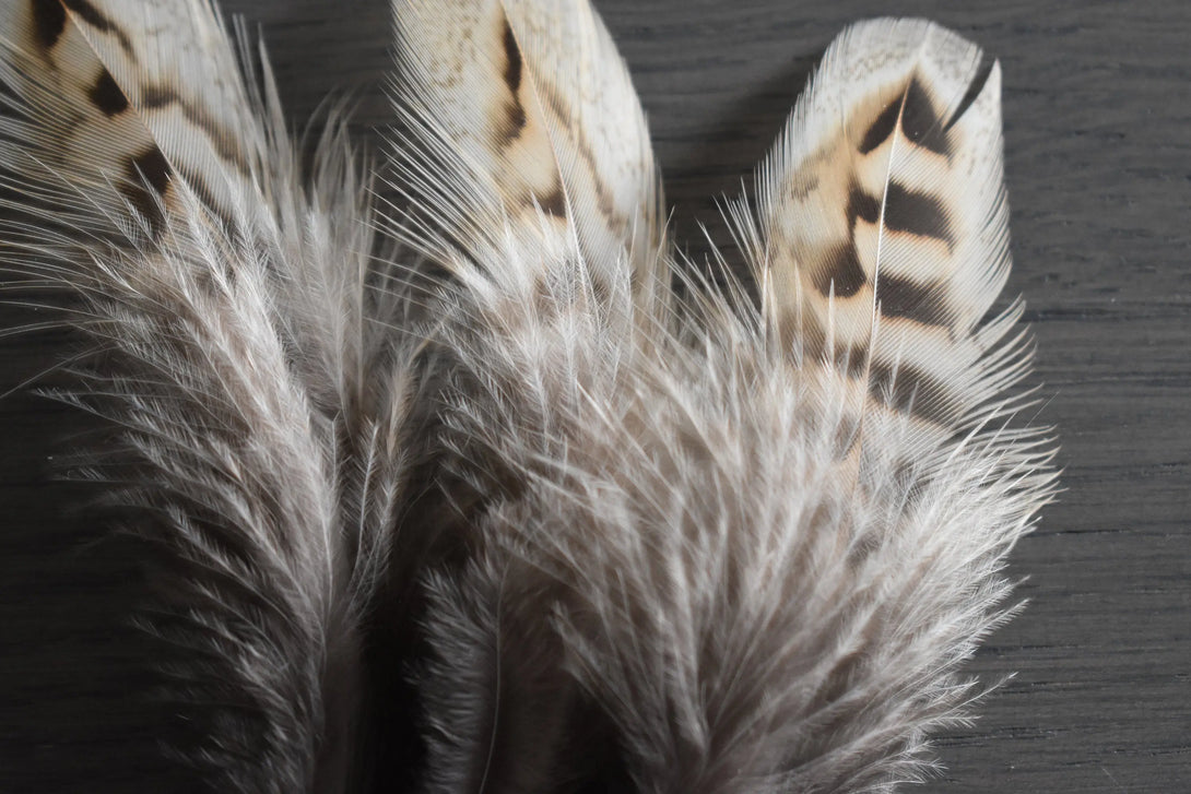 Plume de faisans de colchide Plumes Naturelles