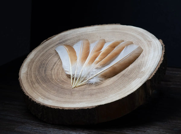 Plumes blanches d'ailes de poules Plumes Naturelles