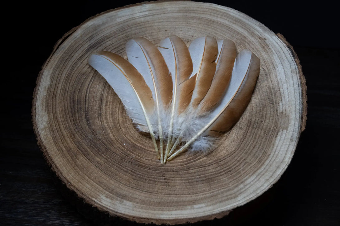 Plumes blanches d'ailes de poules Plumes Naturelles