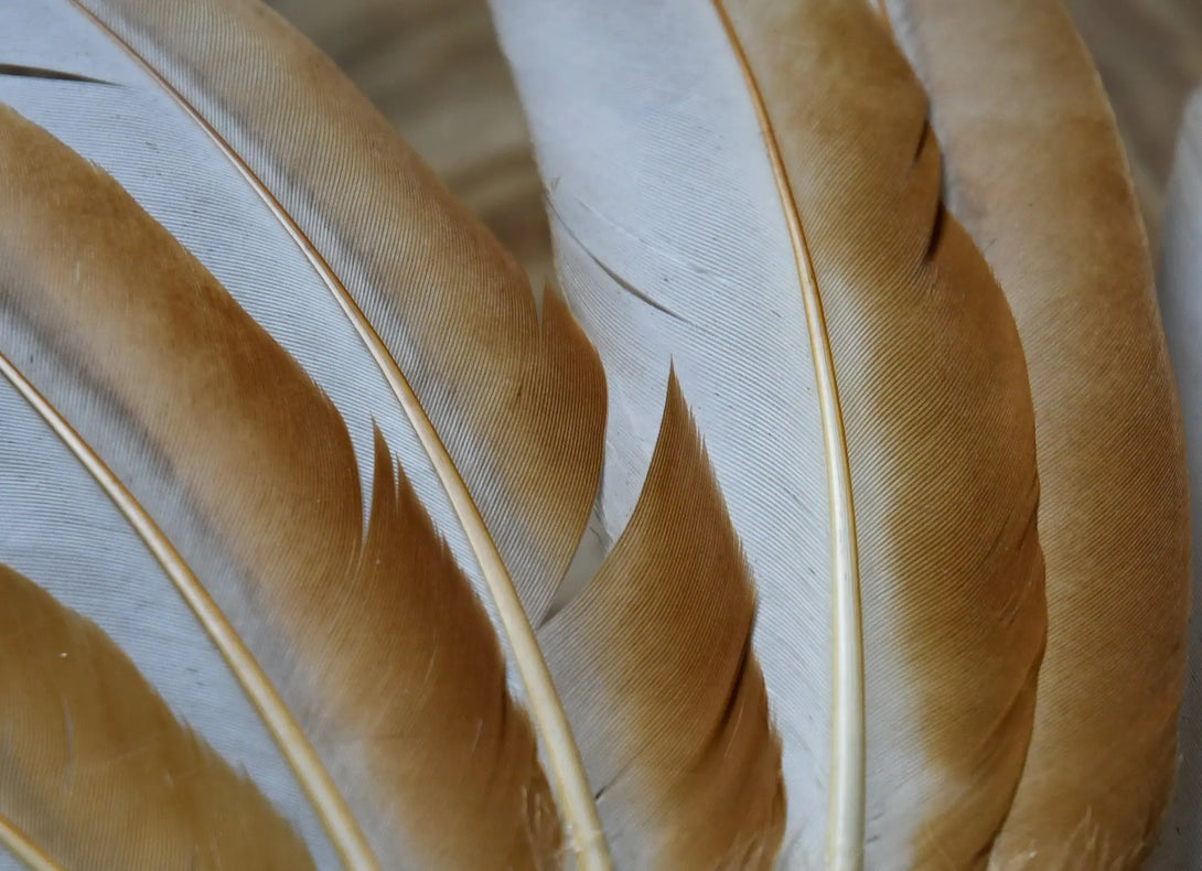 Plumes blanches d'ailes de poules Plumes Naturelles