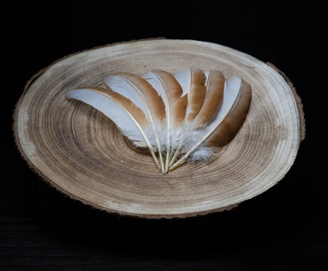 Plumes blanches d'ailes de poules Plumes Naturelles